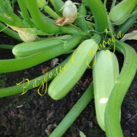 Кабачок Горный (цена за 1шт)