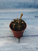 Gymnocalycium Friedrichii (Гимнокалициум)