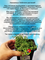 Микро мята Корсиканская ароматная мини