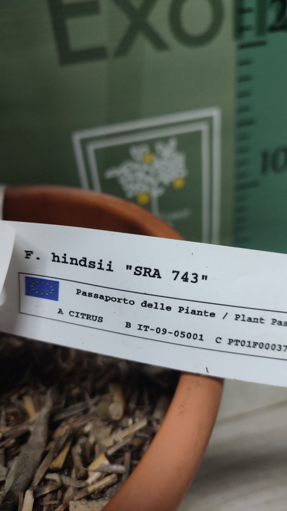Кумкват "Hindsii SRA 743"