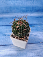 Echinofossulocactus Multicostatus (Эхинофоссулокактус)