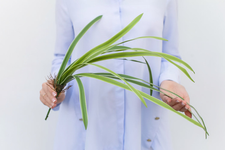 Куст листьев с бел.краями