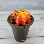 Gymnocalycium Variegata (Гимнокалициум Вариегатный)