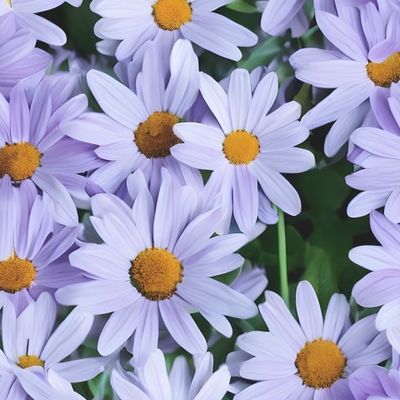 Flowers Pattern #45 Daisies