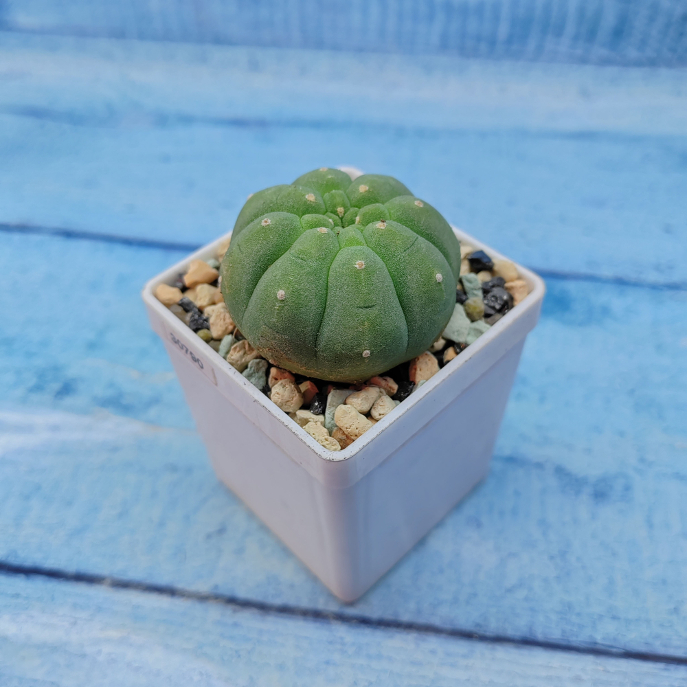Matucana Madisoniorum (Матукана)
