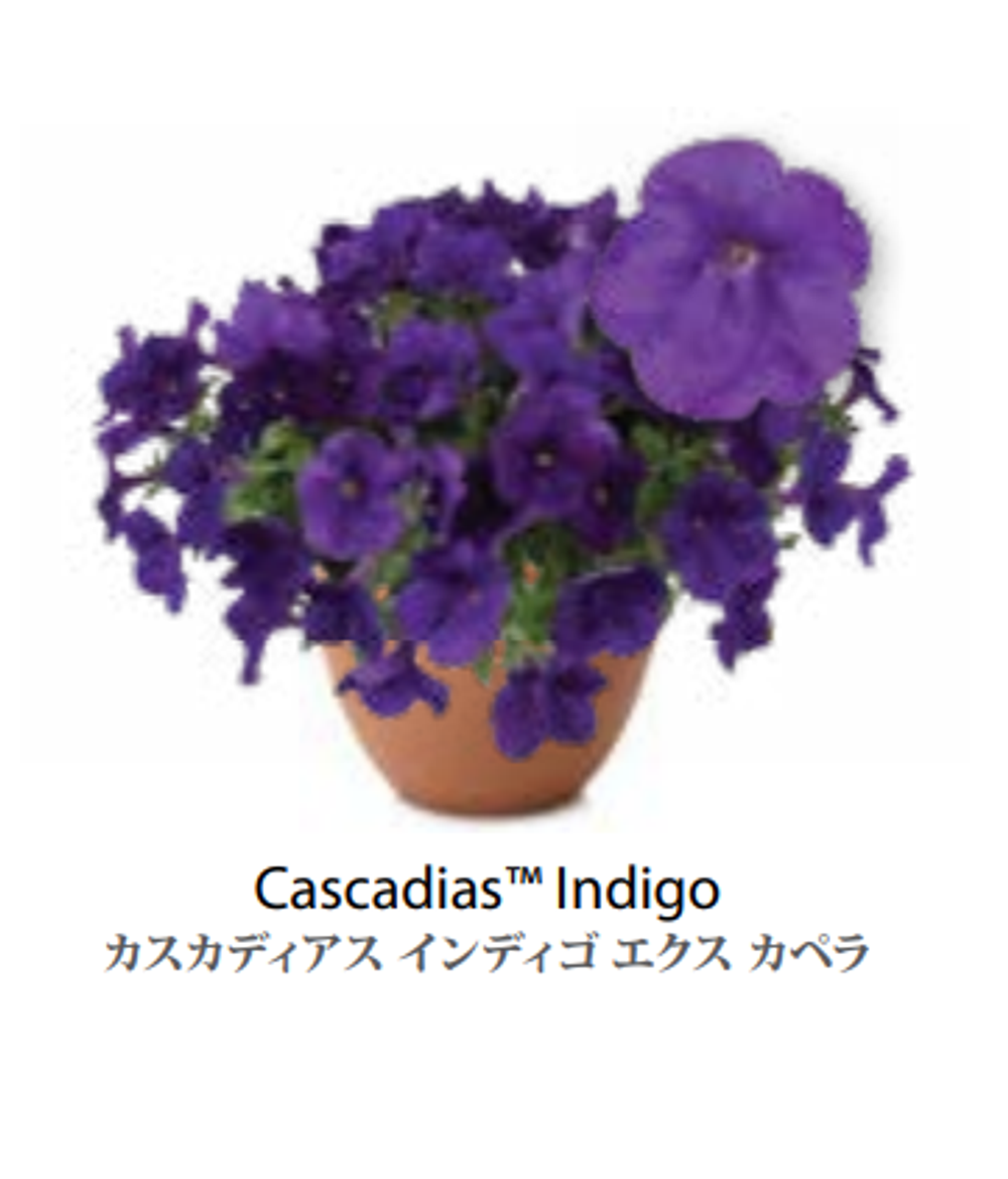 ЕВРО Petunia Cascadias Indigo укорененный черенок ноябрь