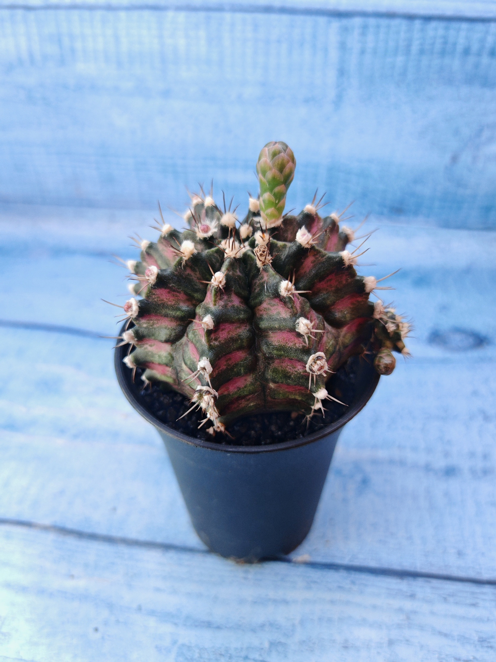 Gymnocalycium T-Rex Pink hybride (Гимнокалициум T-rex)