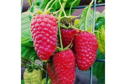 Малина летняя Гордость России