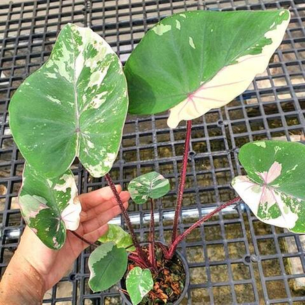 Колоказия PINK WAYU