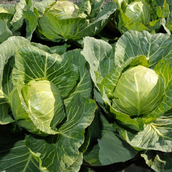 Миррор_F1_семена_капусты_белокочанной_Syngenta_семена – фото 2