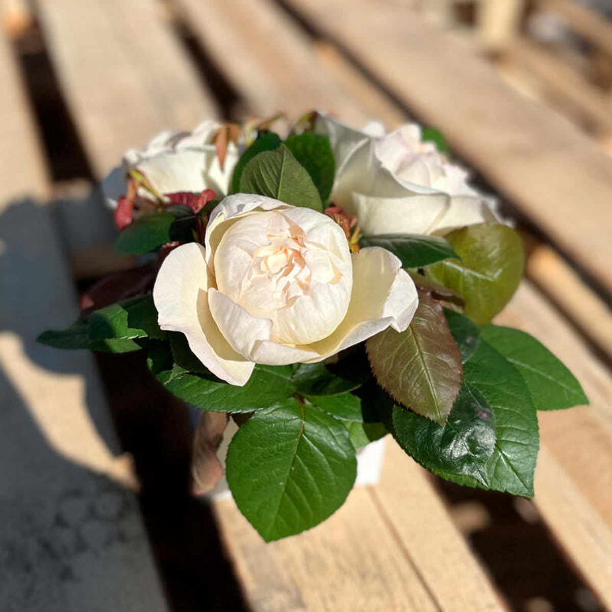 Крим Пьяже – композиция элегантных ароматных пионовидных роз