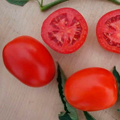 ИНДИО F1 семена томата (Sakata | Alexagro)