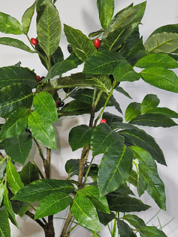 Искусственное растение Кофе с колеусом 75см в длинном кашпо