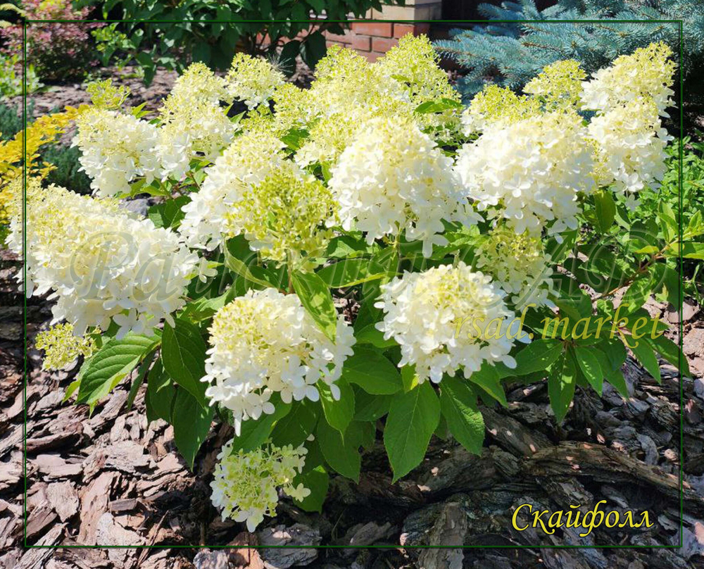 Гортензия метельчатая Скайфолл - Небесное Падение (Hydrangea paniculata `Skyfall`)
