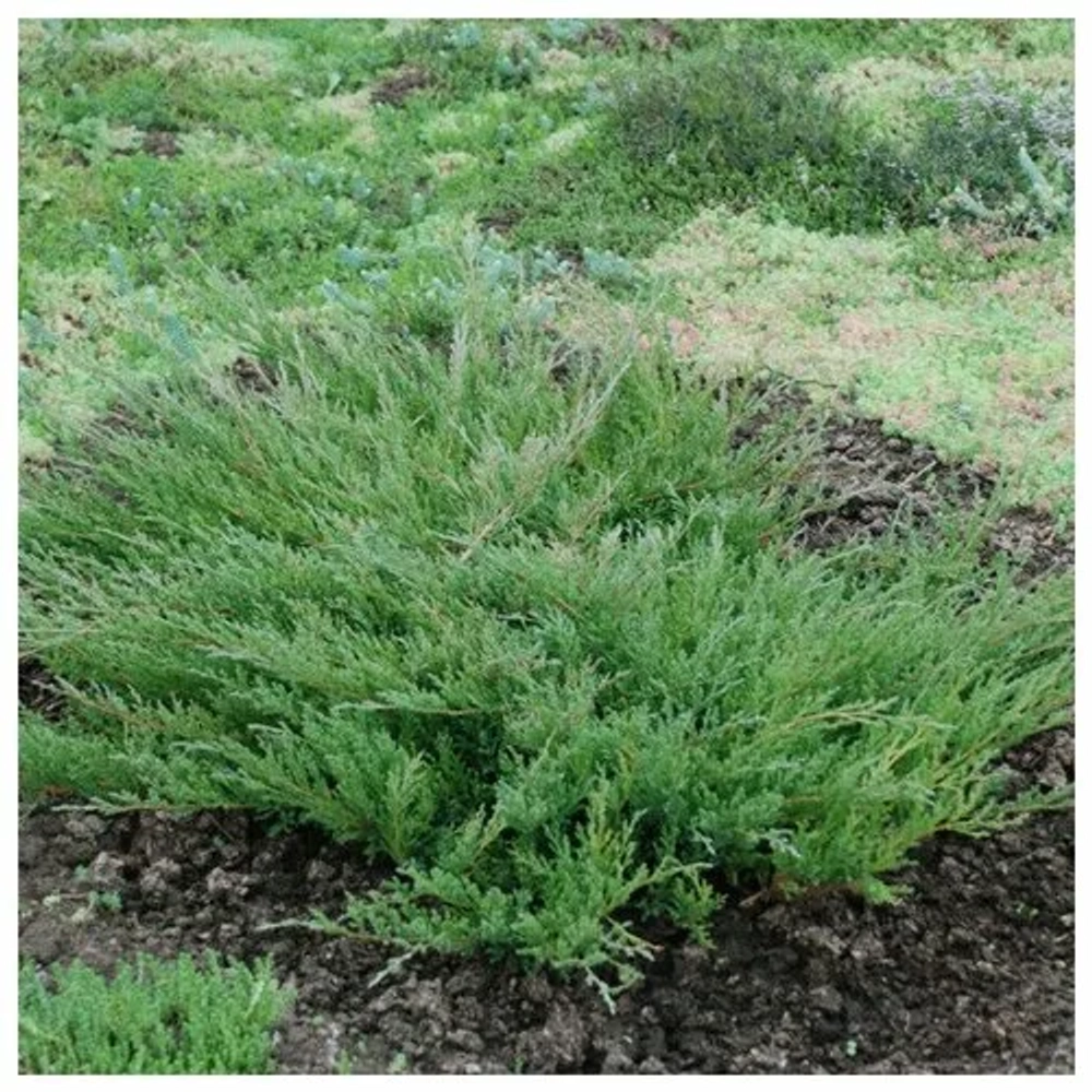 Можжевельник Андорра Компакта (Juniperus horizontalis Andorra Compact) р9 август 2026 г