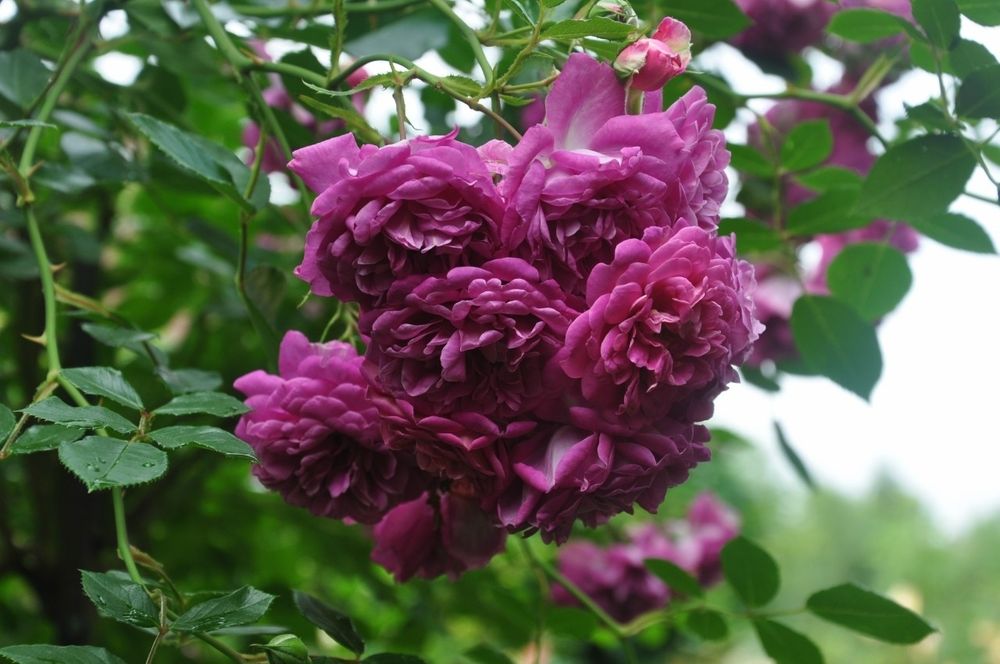 Старлет – Роз Мелина (Starlet-Rose Melina)