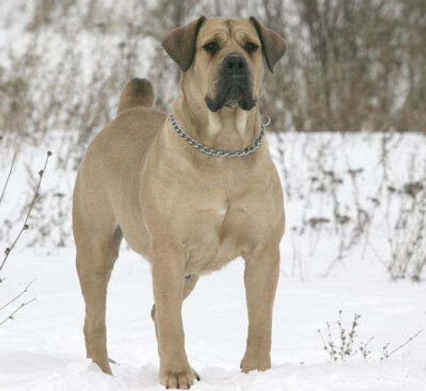 Бурбуль южноафриканский