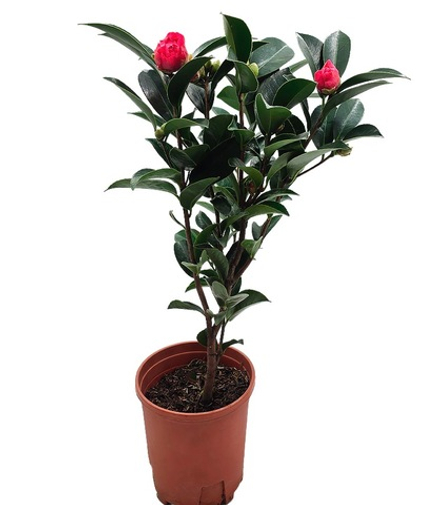 Камелия Японская Фрагрант Ти