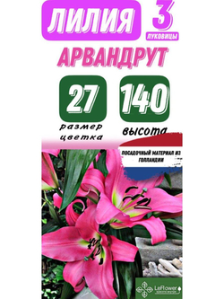 Лилия Луковица, Арвандрут, 3 шт