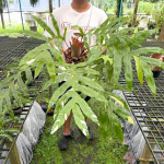 Дринария D.VAR