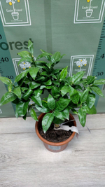 C. deliciosa × C. sinensis “Cadenera”