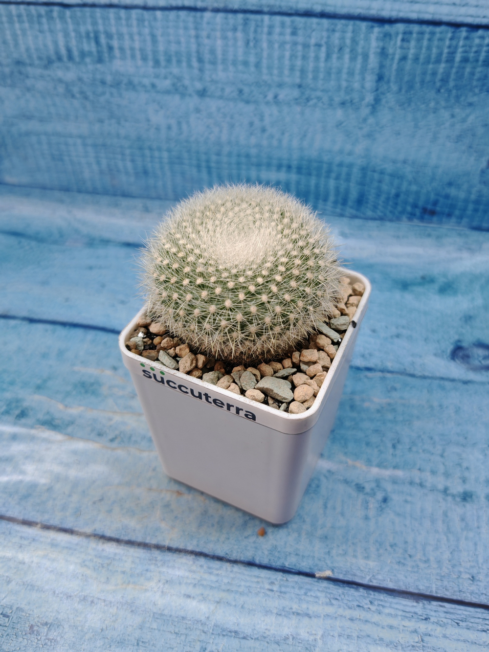 Notocactus Haselbergii (Нотокактус)