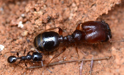 Муравьи Pheidole sp.2 big (Самые крупные Pheidole)