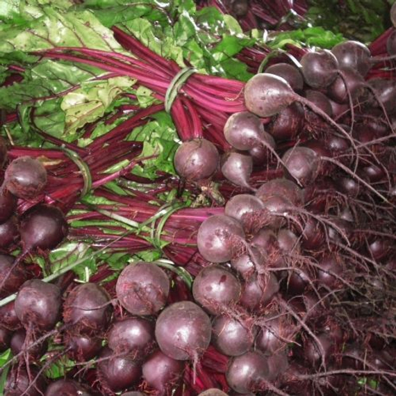 Ронда F1 семена свеклы (Bejo / ALEXAGRO) купить – фото 2