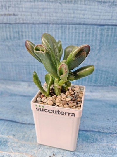 Crassula Ovata Hobbit (Крассула)
