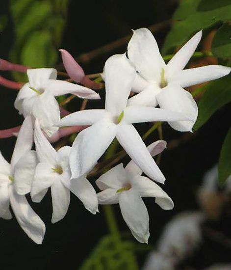 Натуральное эфирное масло Жасмин Абсолют, Pranarom
