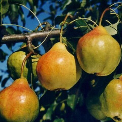 Груша Памяти Яковлева (ОКС)