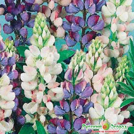 Люпин Дилайт ароматный смесь 1гр НК