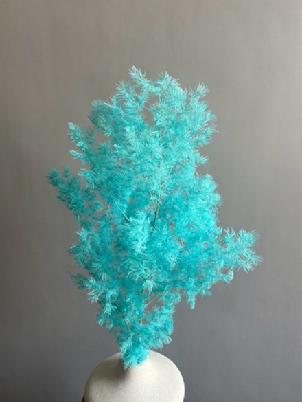 Аспарагус стабилизированный синий