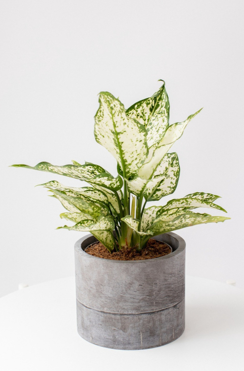 Аглаонема Вайт Киви