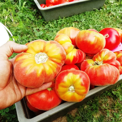 Помидоры Абрикос