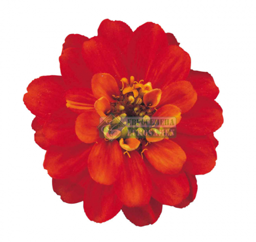 Цинния Профьюжен Fire