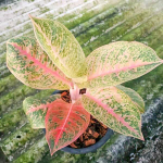 Аглаонема HARLEY QUINN