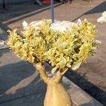 Адениум обесум 140 Cẩm Thạch Lá Nhuyễn