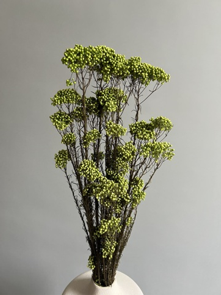 Озотамнус стабилизированный зеленый