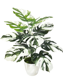 Искусственная Монстера Альба 55см в кашпо