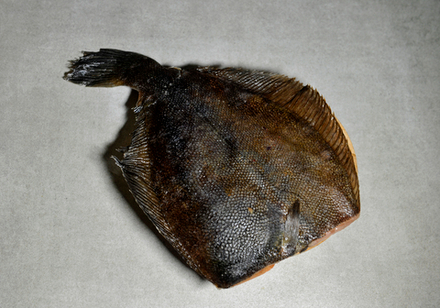 Камбала б/г IQF