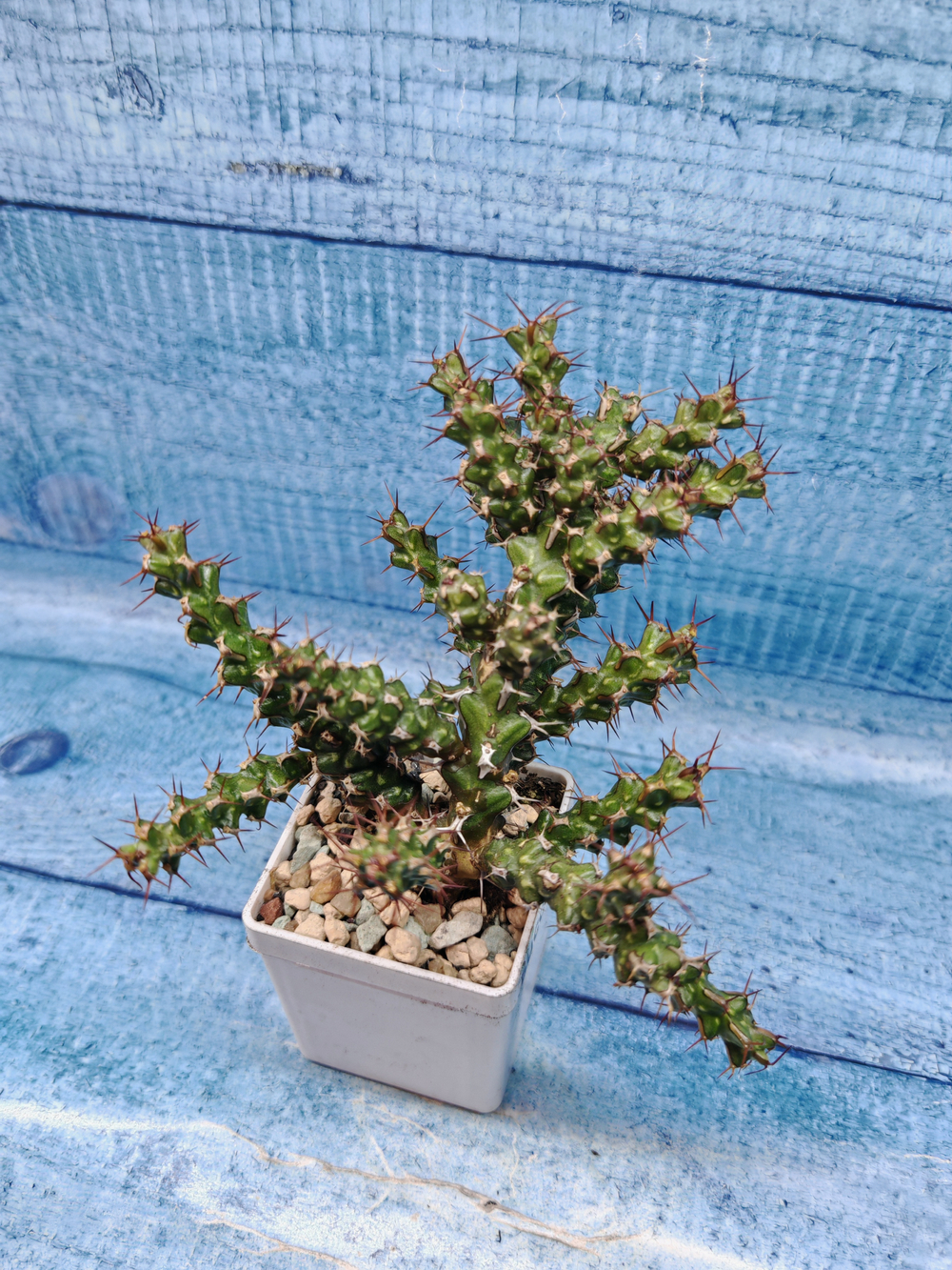 Euphorbia Lenewtonii (Эуфорбия)