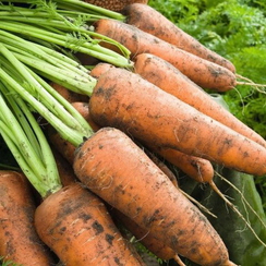 КОРДОБА F1 семена моркови (Bejo | Alexagro)