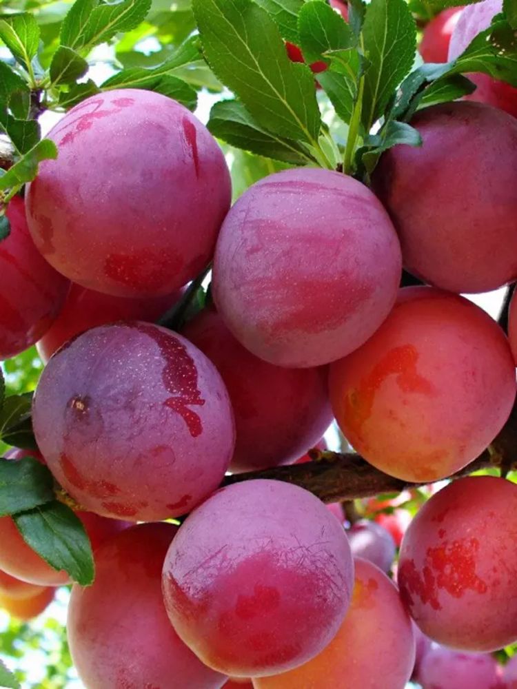 Слива китайская Неженка