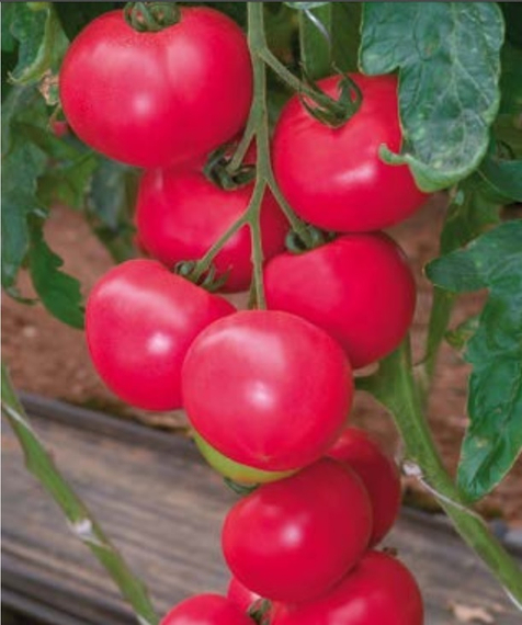 Розалин F1 семена томата индетерминантного (Sakata / Саката) – фото 2