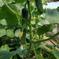 Cемена огурца Уран F1, Sakata, 7 шт.