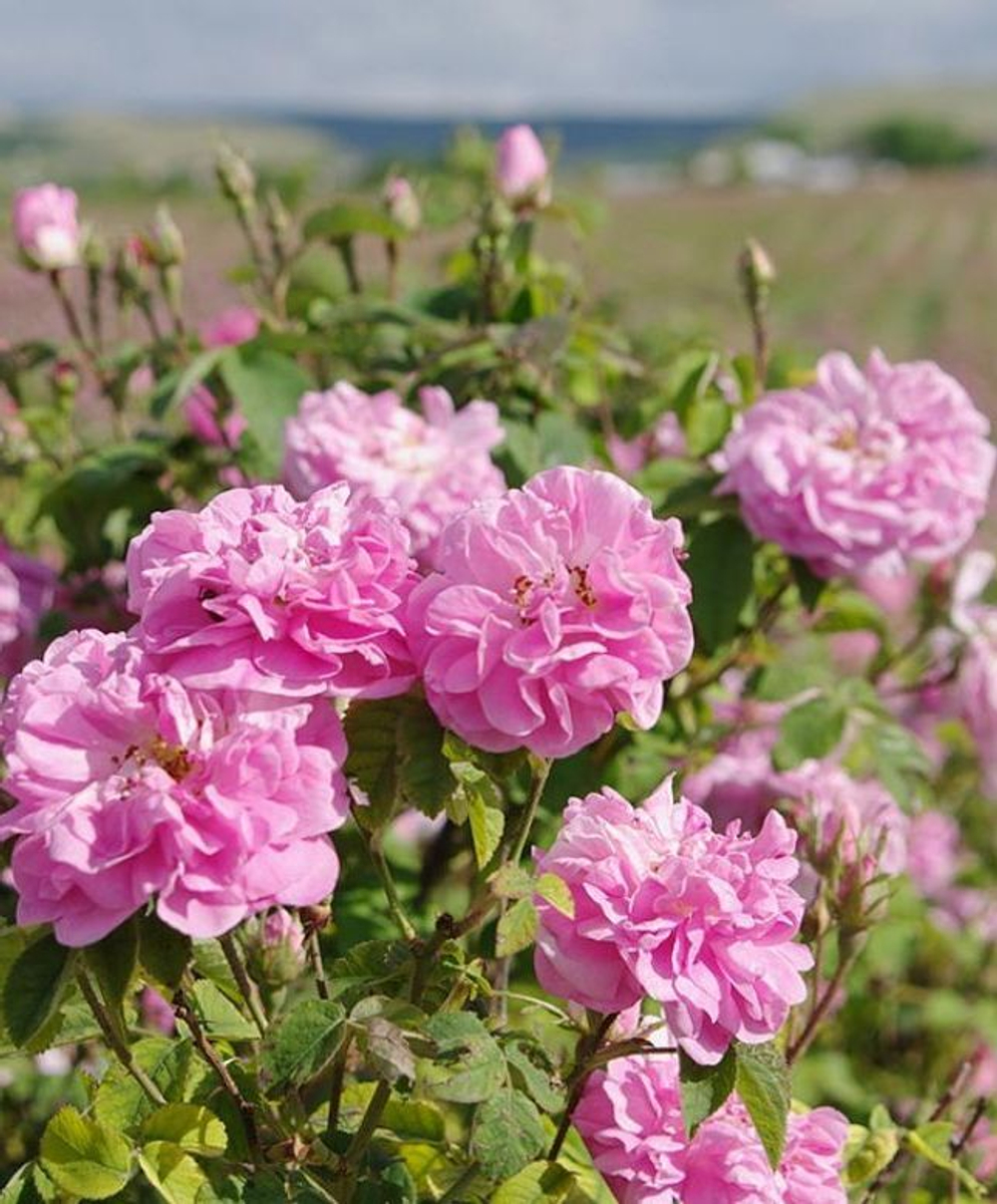 ROSE DAMASCENA ABS / АБСОЛЮТ РОЗЫ ДАМАСЦЕНА (ТУРЦИЯ) CAS 8007-01-0 и 90106-38-0