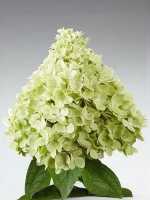 Гортензия метельчатая Панорама