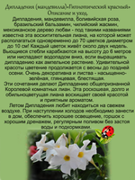 Дипладения Белоснежная с золотым горлышком мандавилла