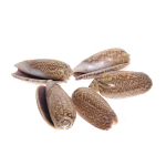 Ракушки декоративные «Мидии» 100гр